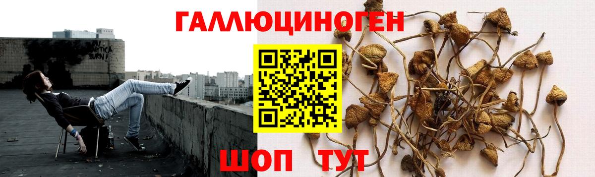 где можно купить   Галлюциногенные грибы ЛСД  Вход с VPN  Котлас 